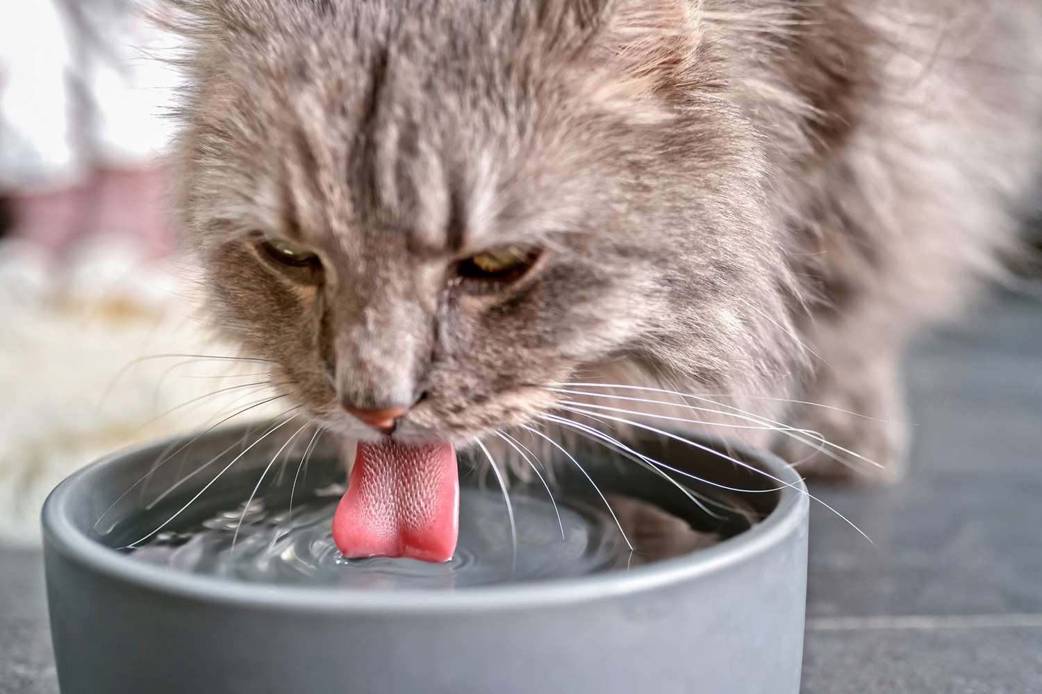 cat drinking out of water bowl