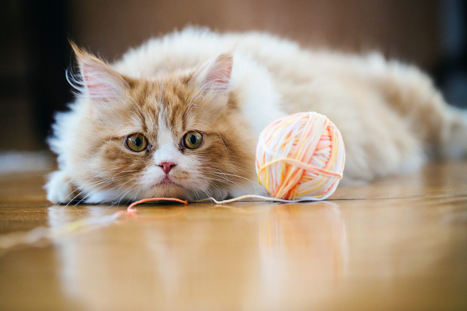 cat with ball of yarn