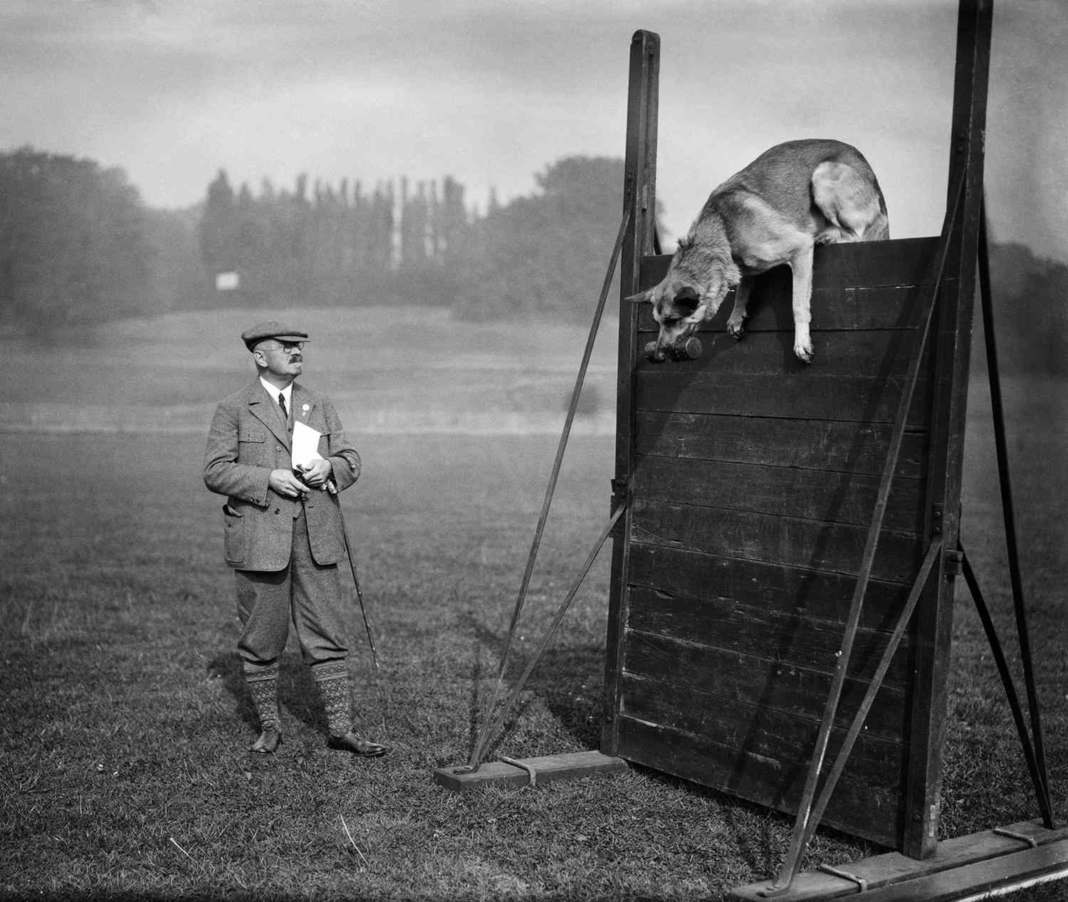 german shepherd dog training competition