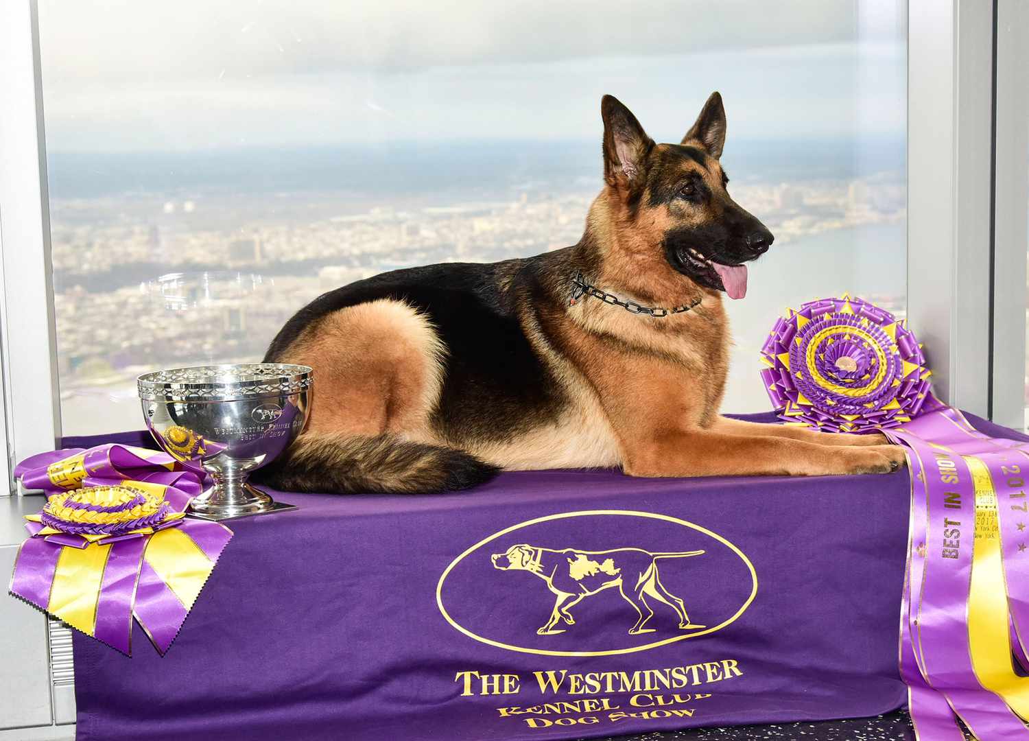 German shepherd Rumor winner of Westminster Dog Show 2017