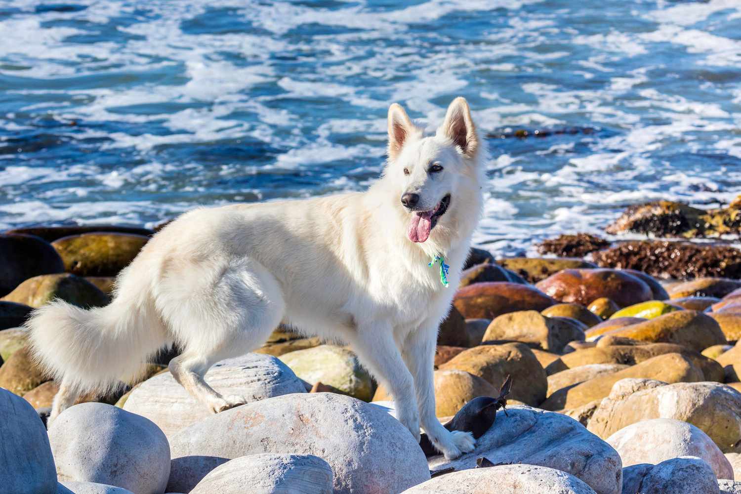 white German shepherd on rocky beach