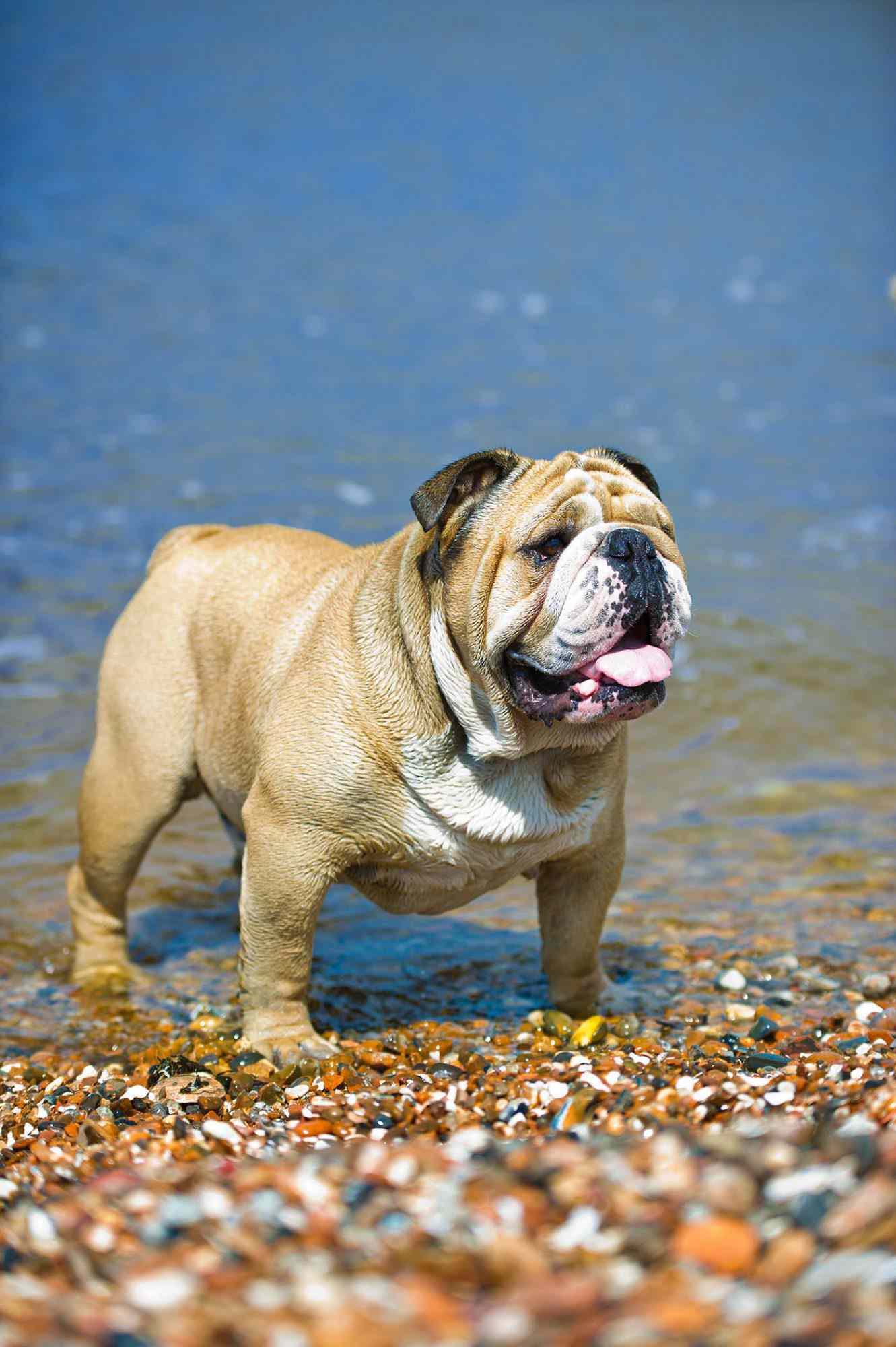 bulldog standing on the beach