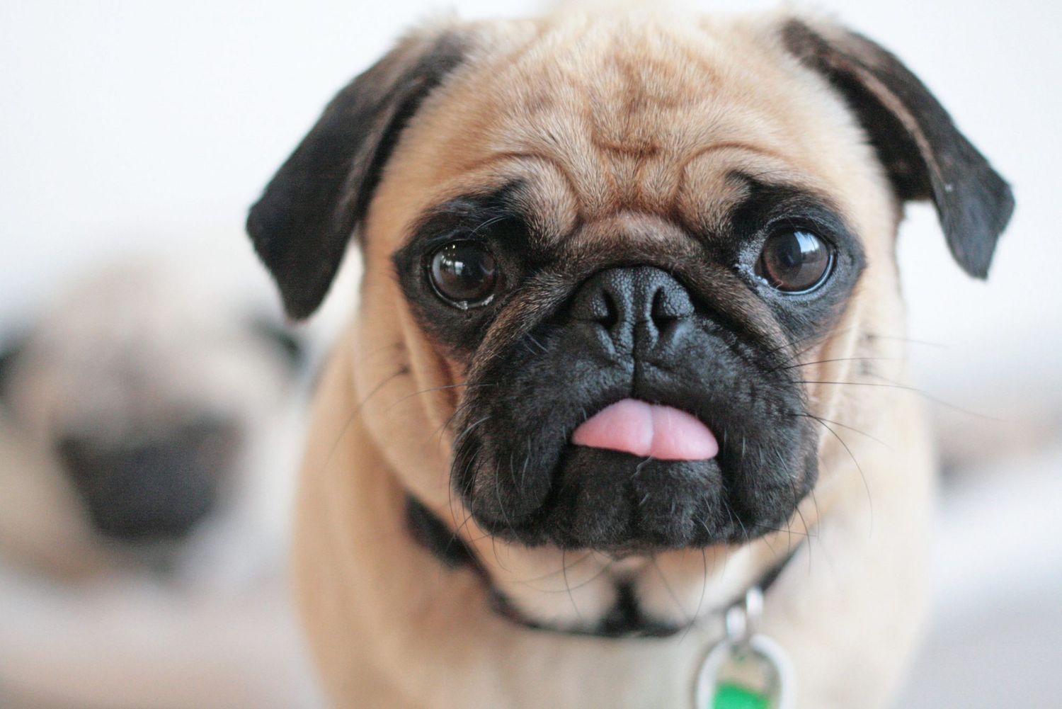 pug with tongue hanging out