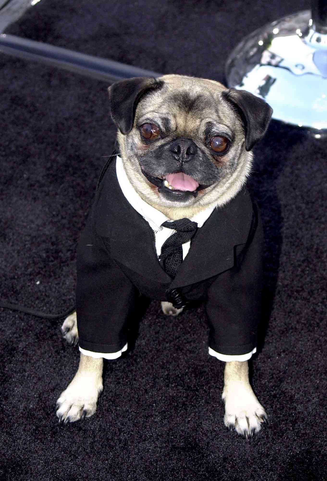 frank the pug from men in black 2