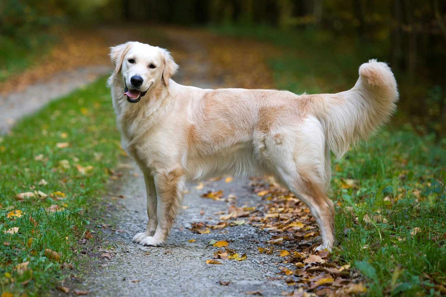 Golden Retriever Information & Characteristics | Daily Paws