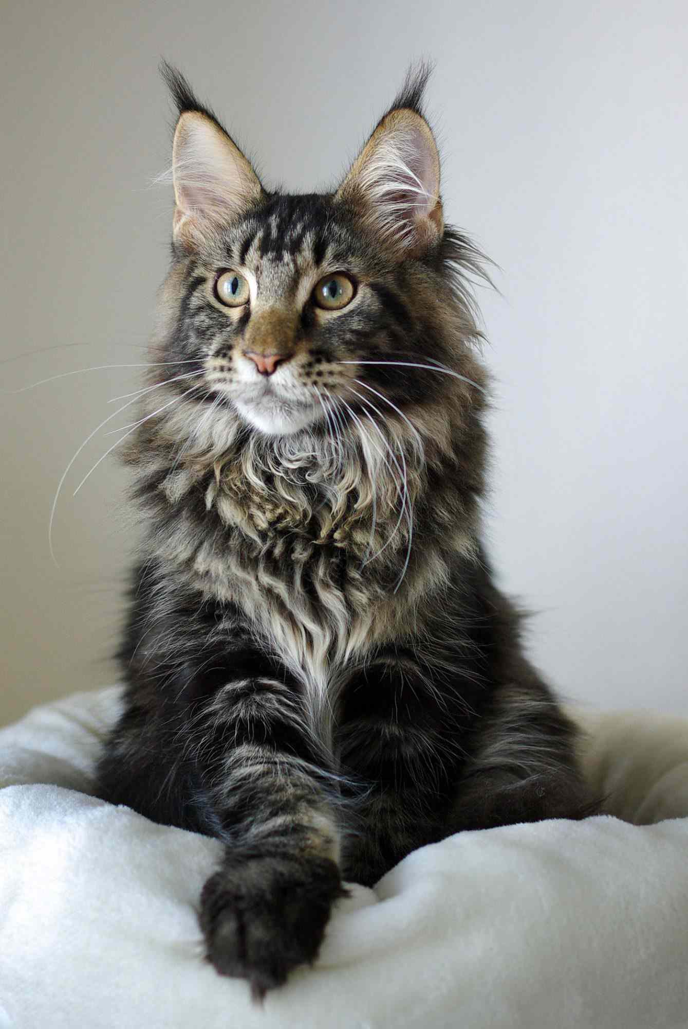 Maine coon cat sitting