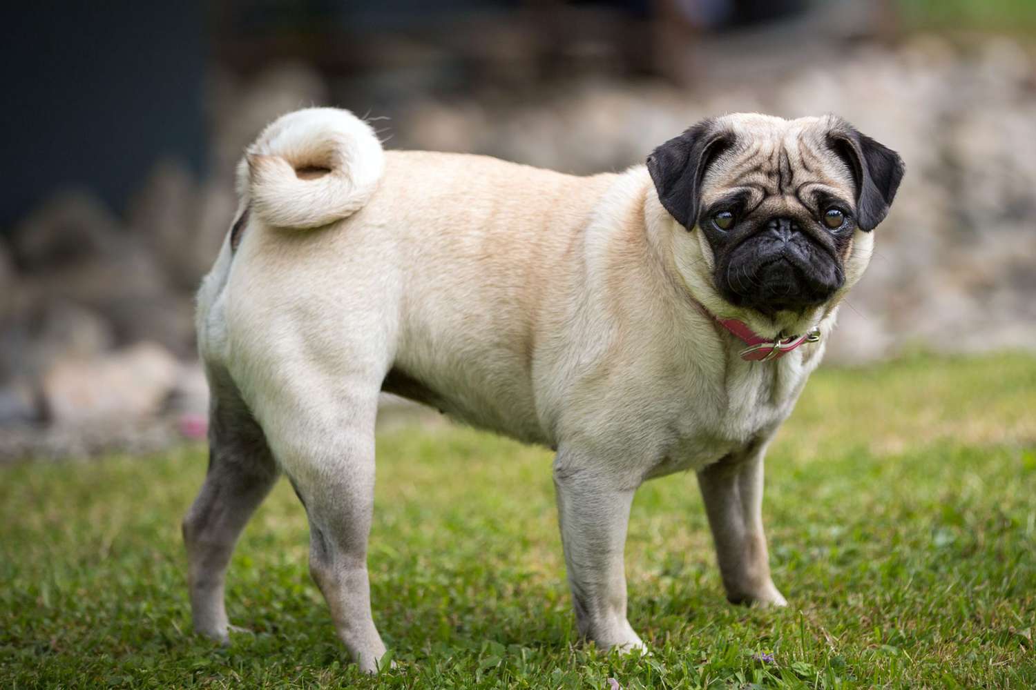 Pug Dog Breed Information & Characteristics | Daily Paws