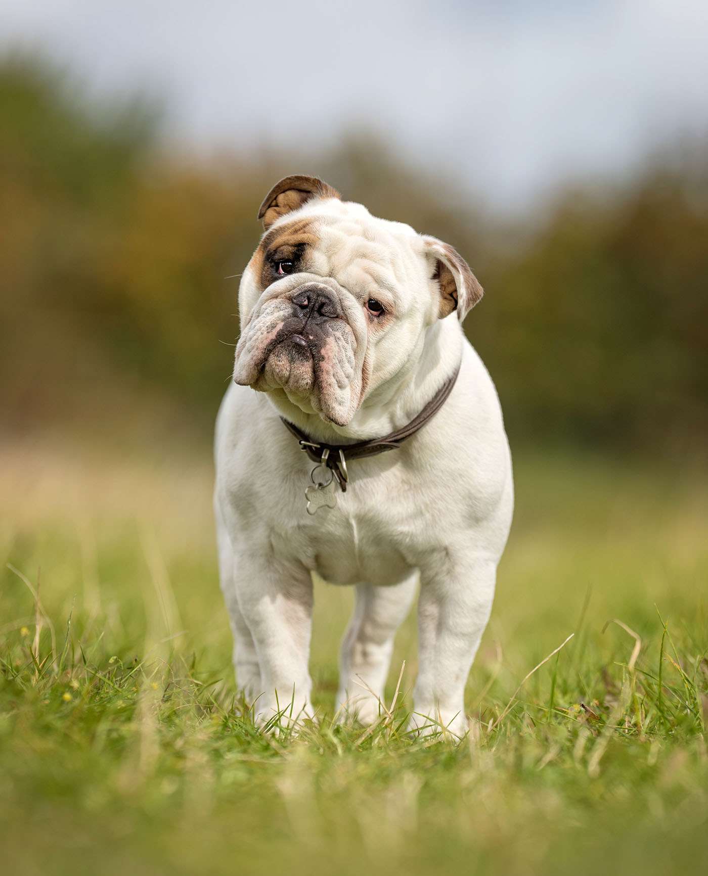 white bulldog standing in grass