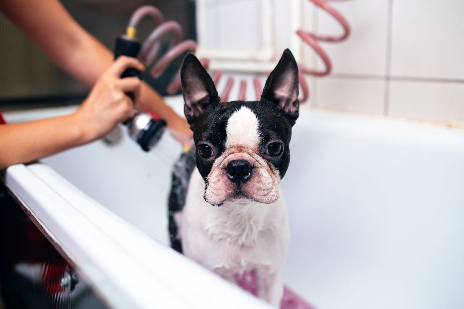 dog being bathed