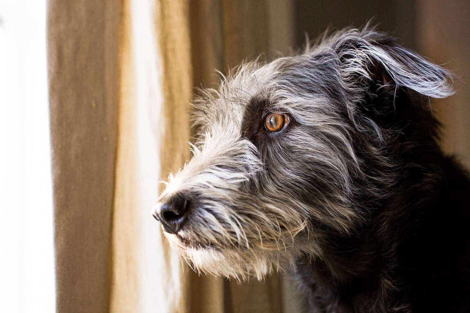 terrier looking out the window