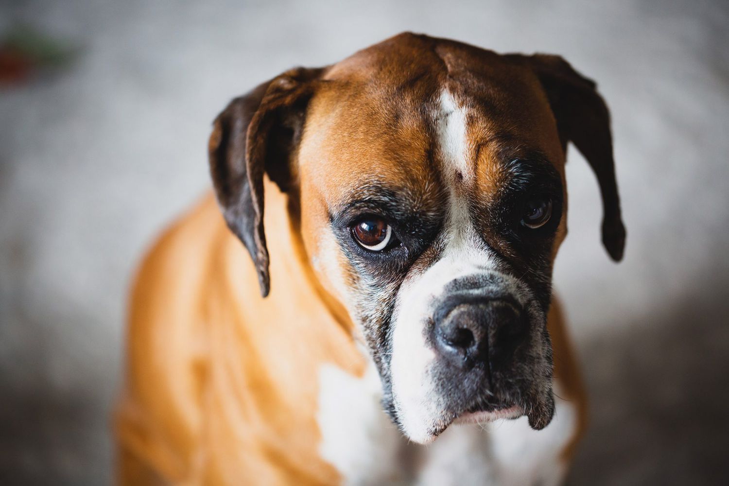 closeup of sad boxer dog face