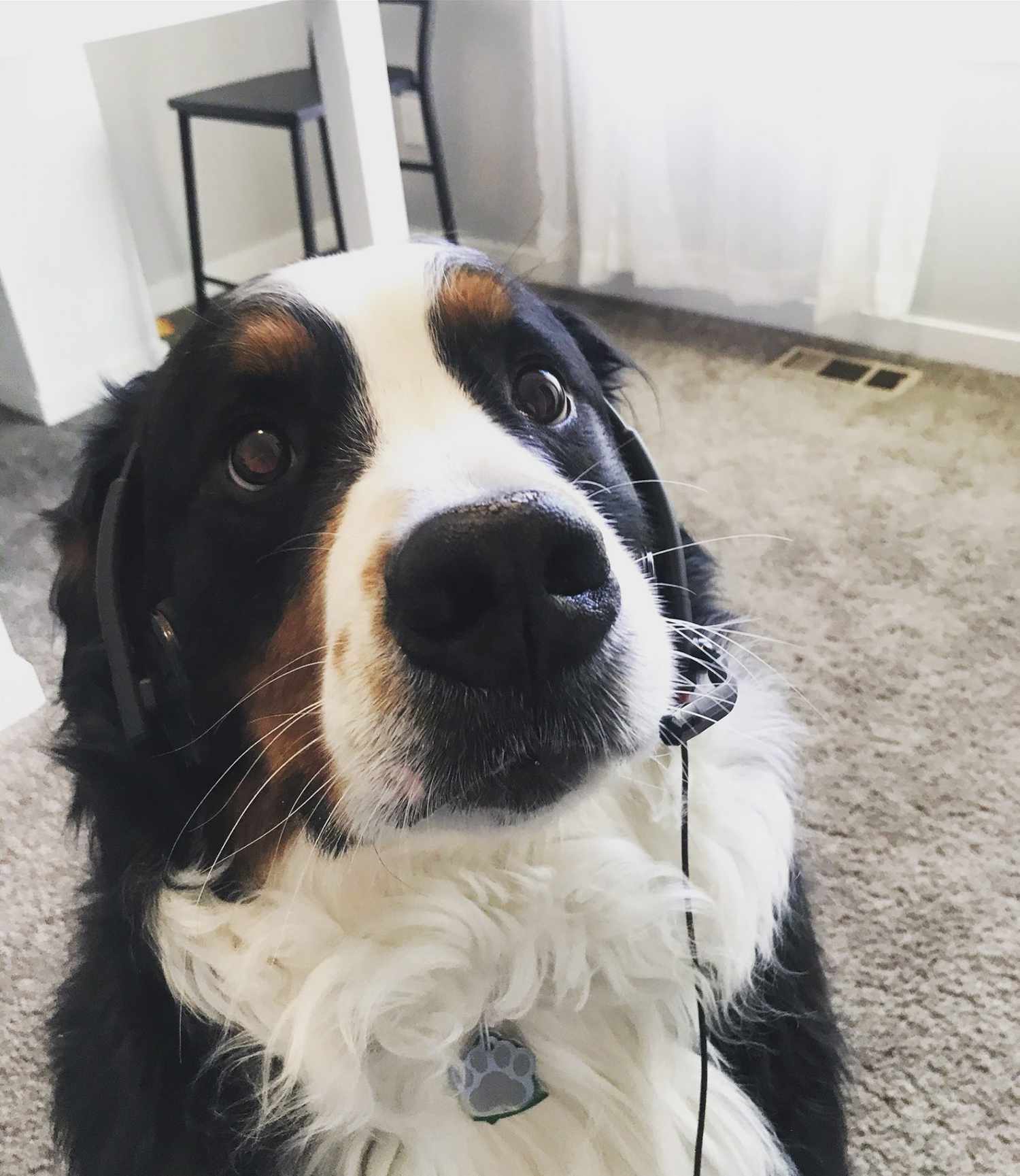 Cute dog wearing headphones