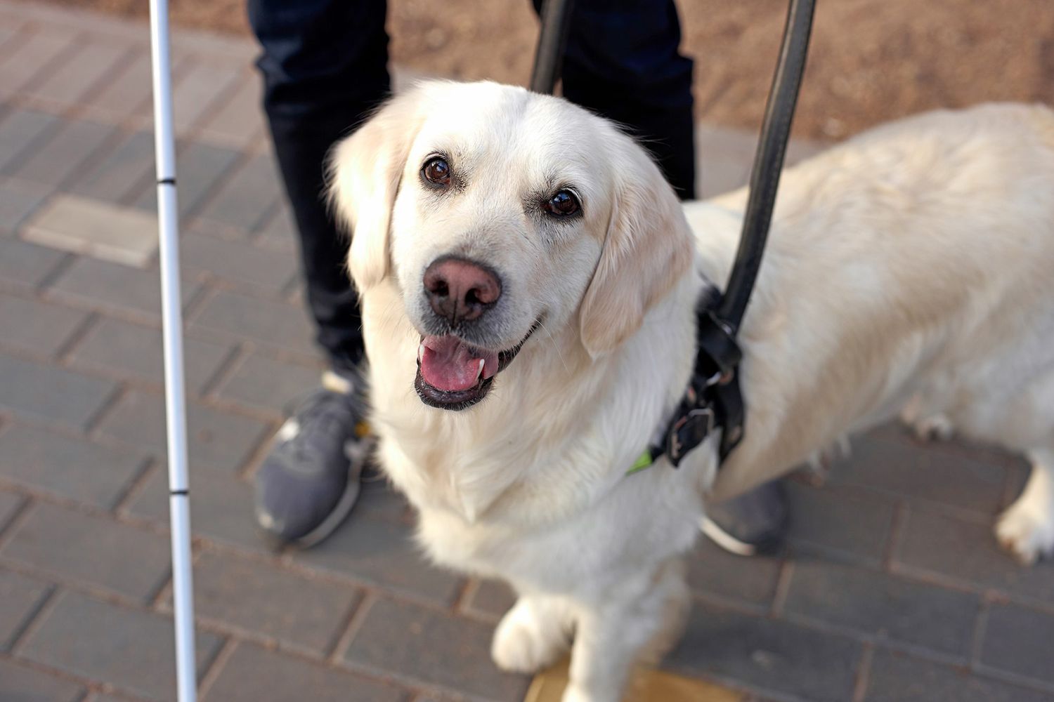 How Service And Therapy Dogs Heal Those In Need Daily Paws