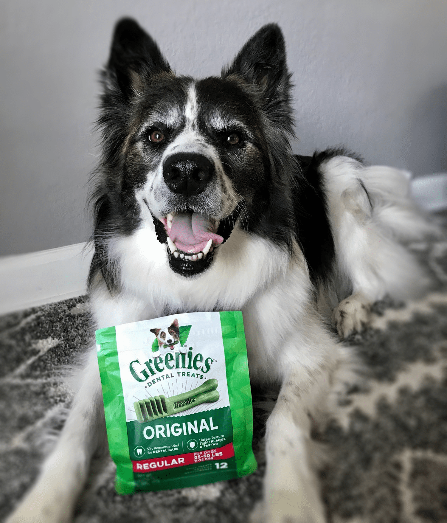 happy dog grins with a bag of Greenies dental chews