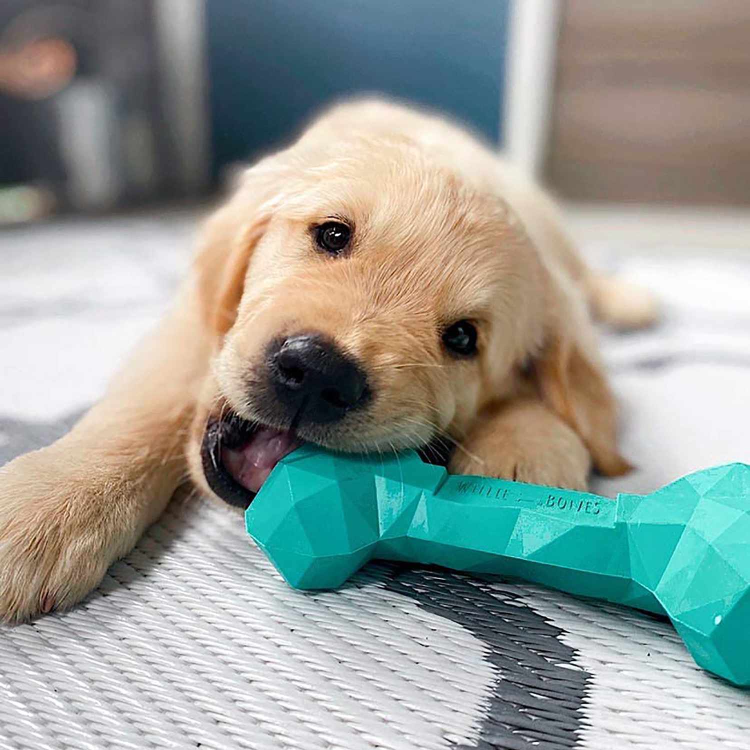 puppy chewing willie bone dog toy