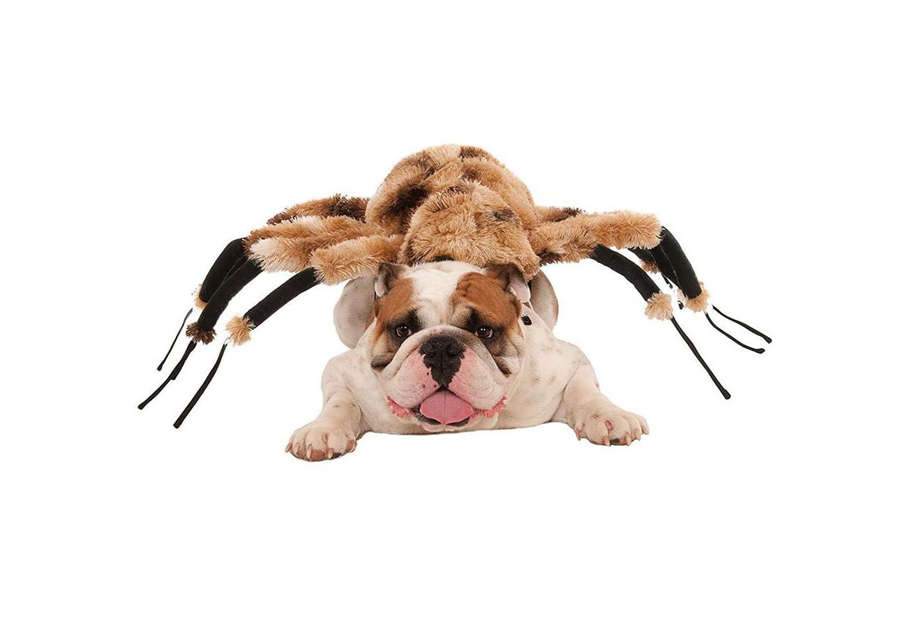 Dog in a furry spider Halloween costume