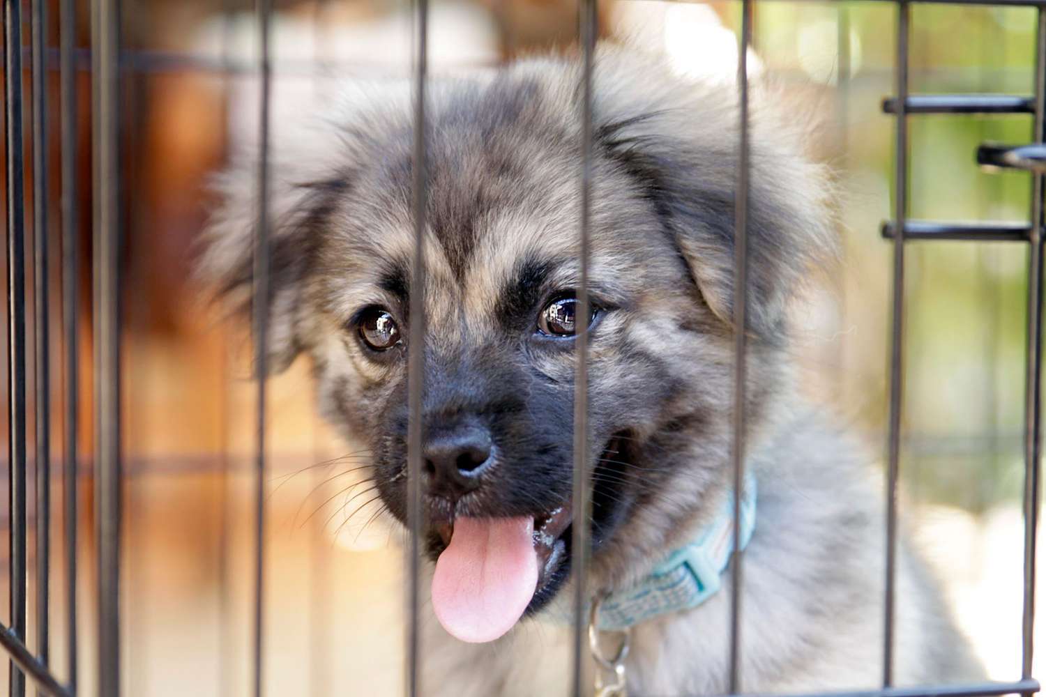 caged puppy