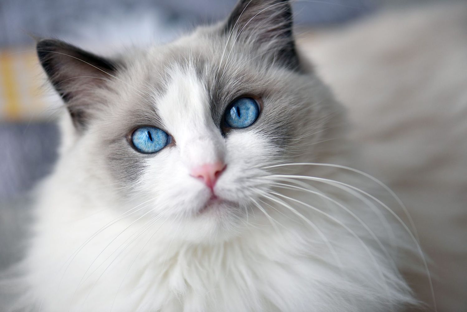 Ragdoll Cat Breed Information & Characteristics | Daily Paws