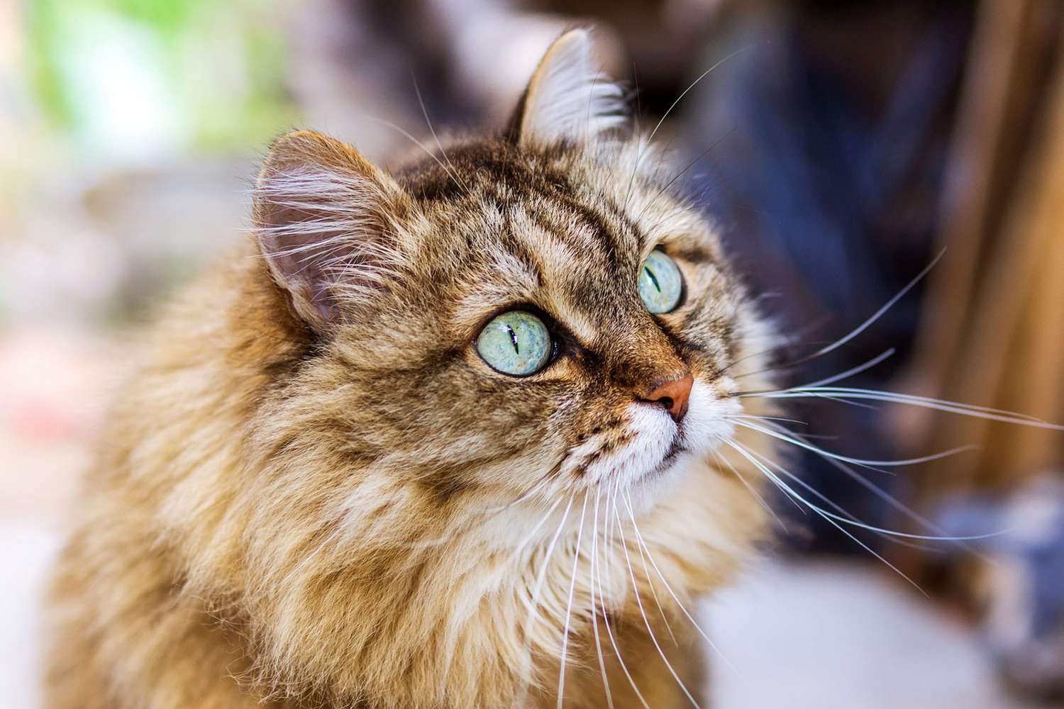 Siberian Cat Breed Information Characteristics Daily Paws