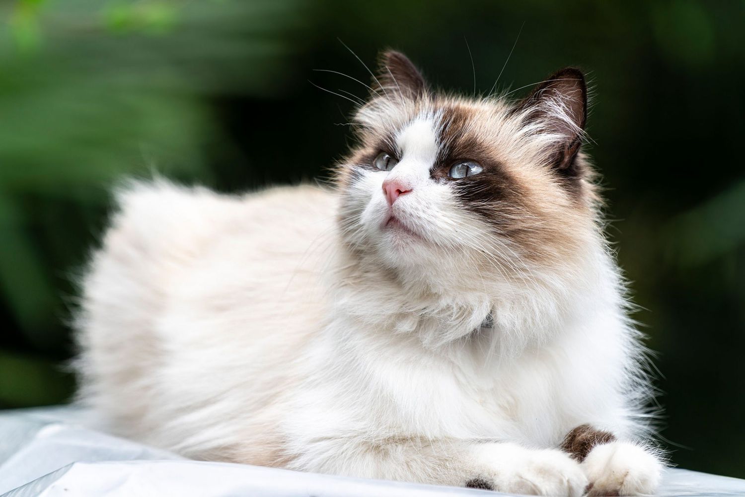 17 Long-Haired Cat Breeds to Swoon Over | Daily Paws
