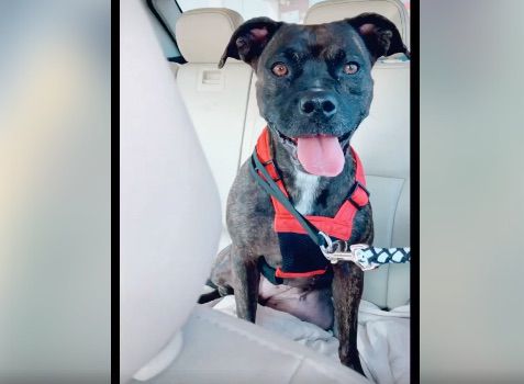 dog in harness in backseat of car