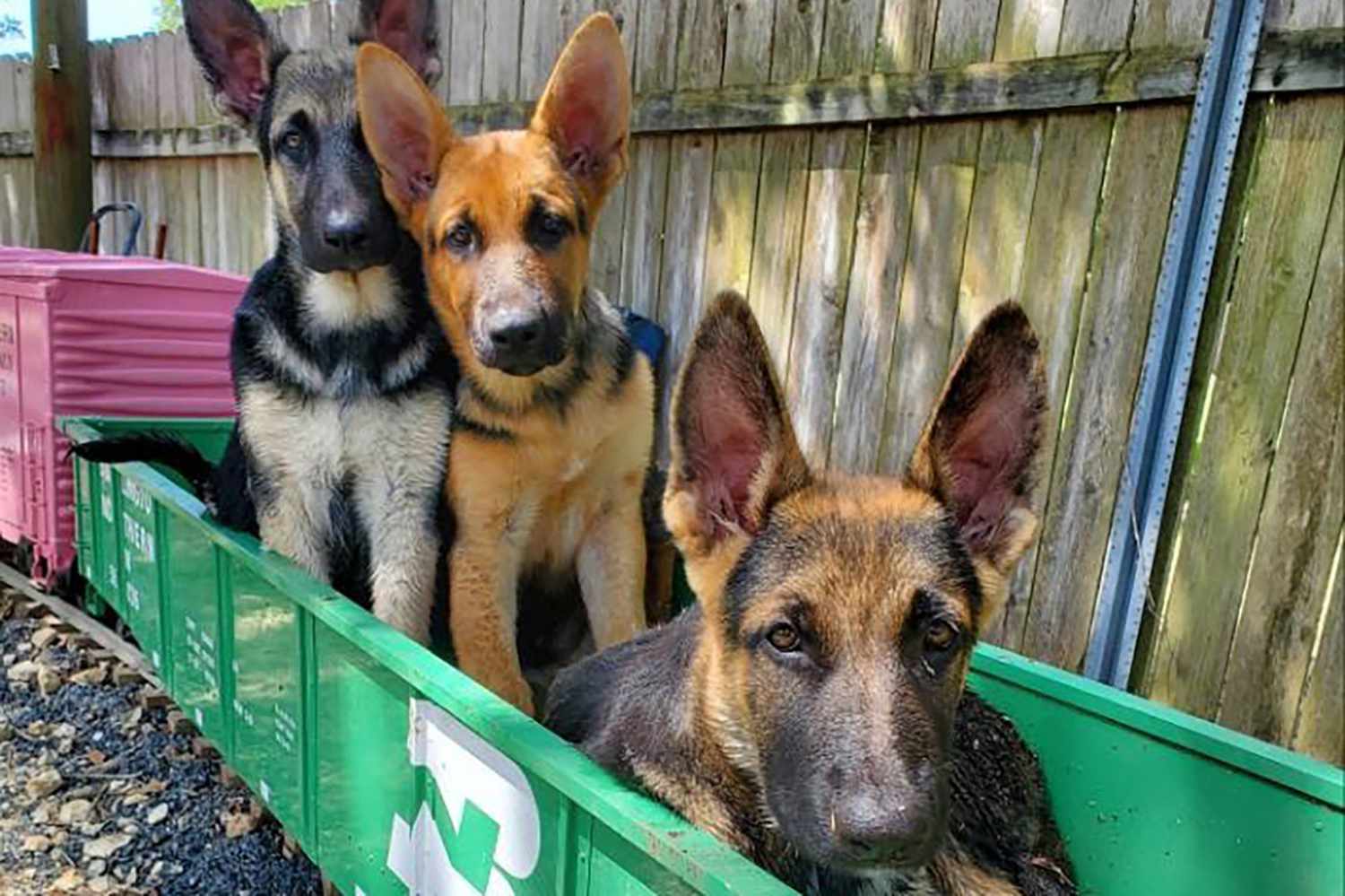 german shepherds and toy train