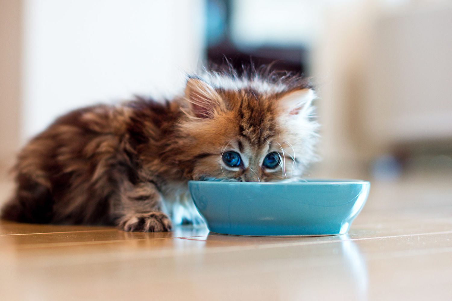 six-week-old kitten eating out of blue bowl