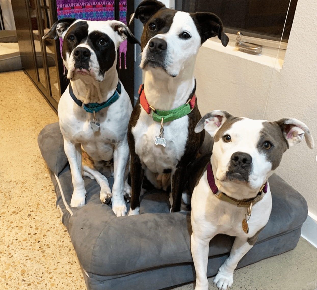 Three pit bull breeds sit on dog bed