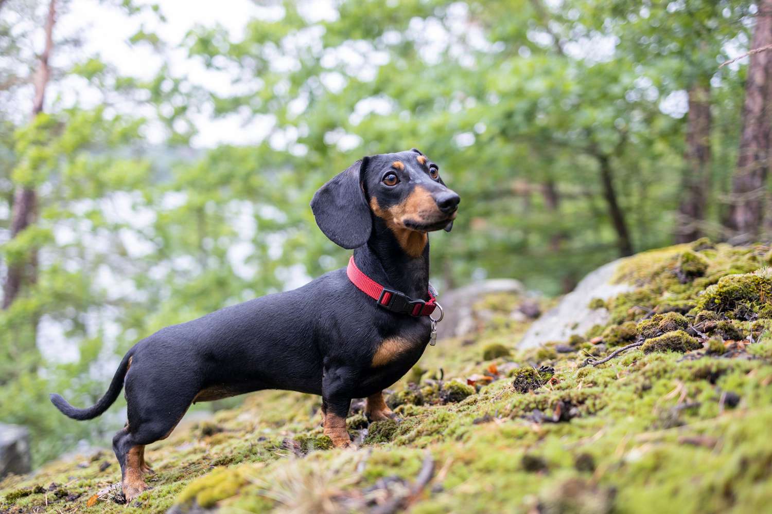 black dachshund standing in the forest