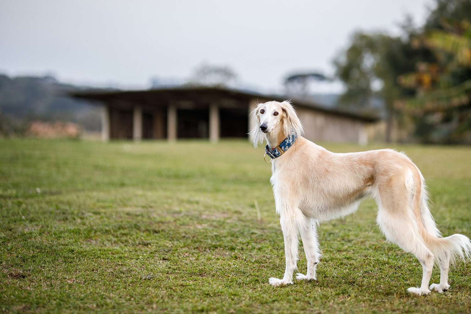 blonde saluki dog standing in field