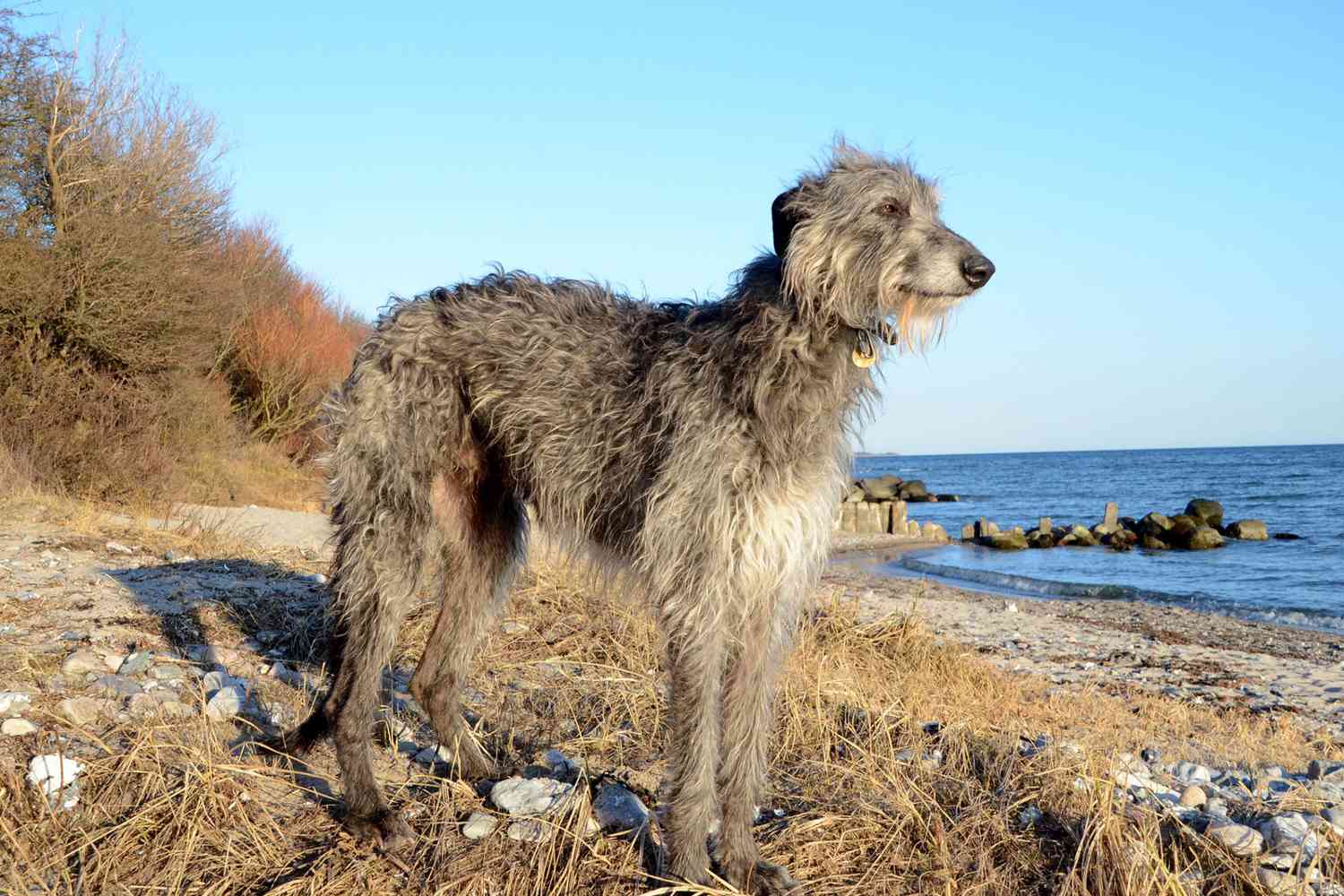 scottish deerhound dog standing on rocky beach