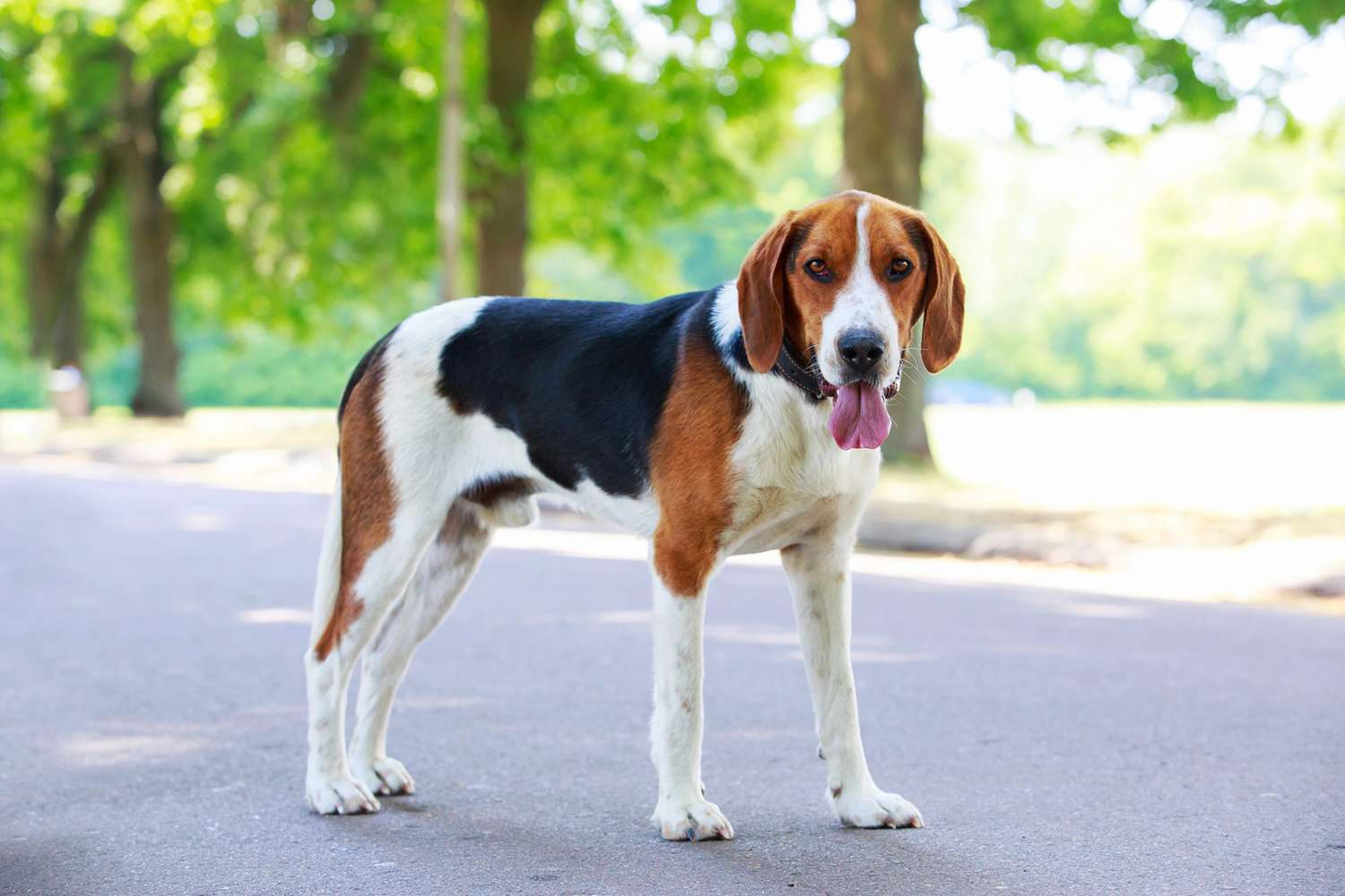 American Foxhound dog standing on a path