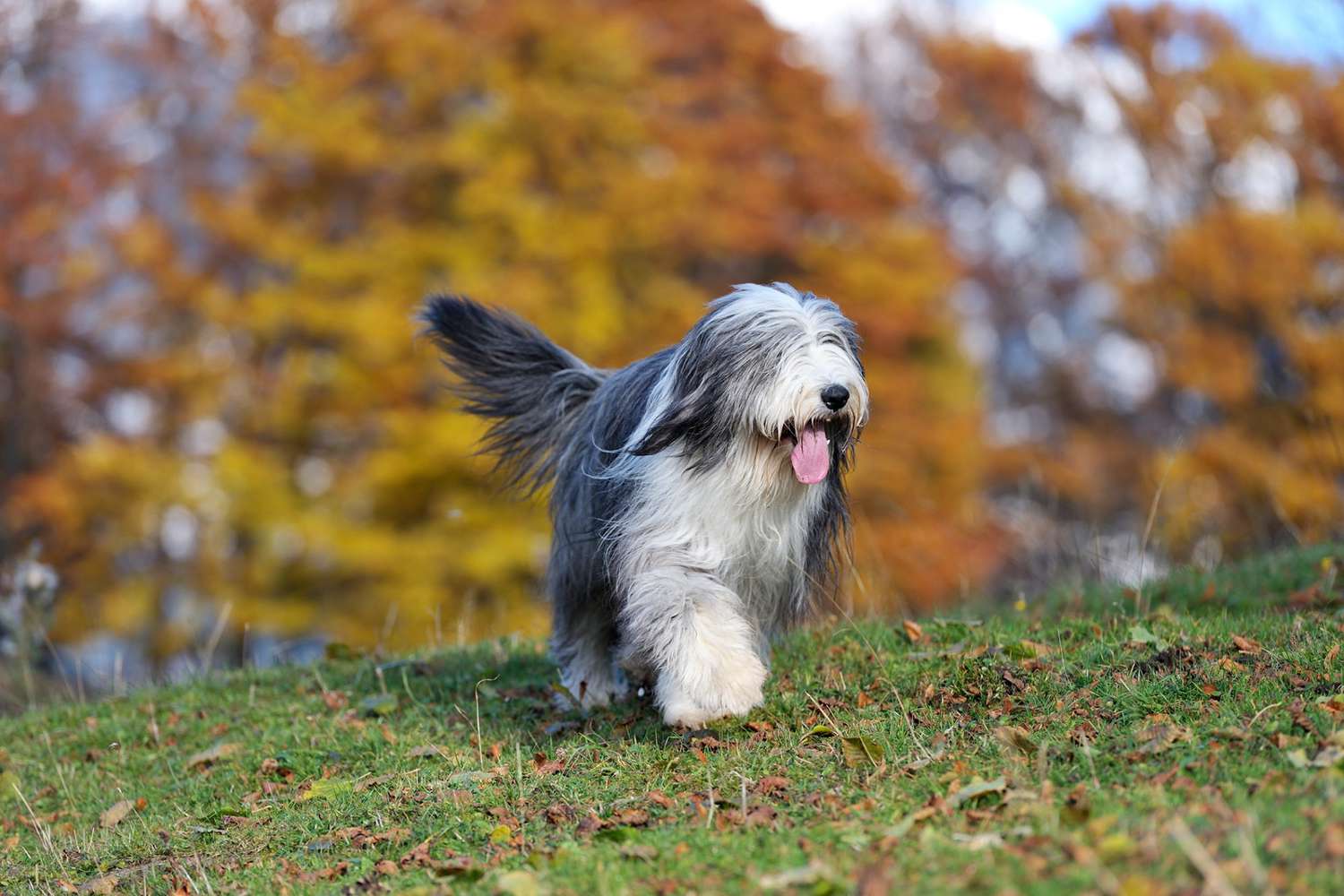 Bearded Collie walking in front of Autumn foliage