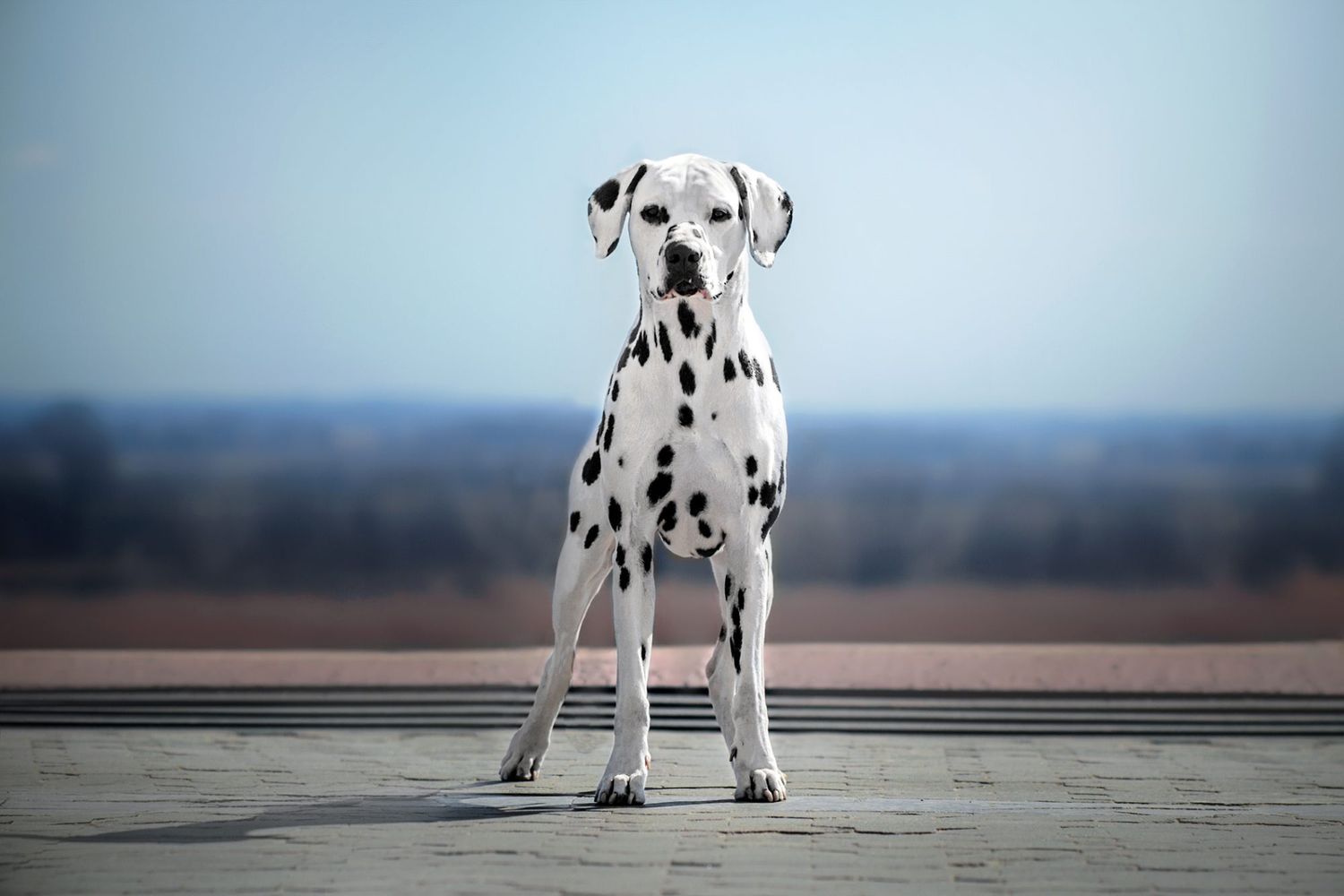 Dalmatian dog in front of blue sky