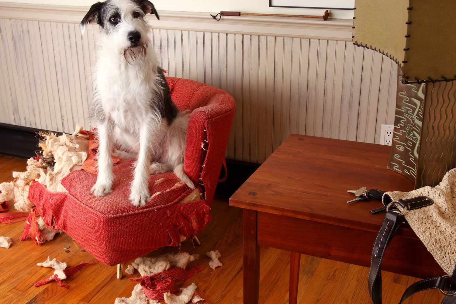 Dog sitting on torn-up chair