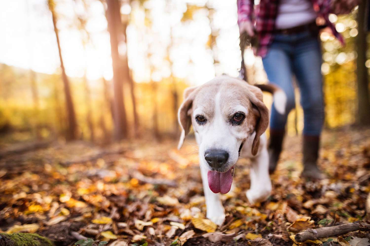 hiking with beagle dog