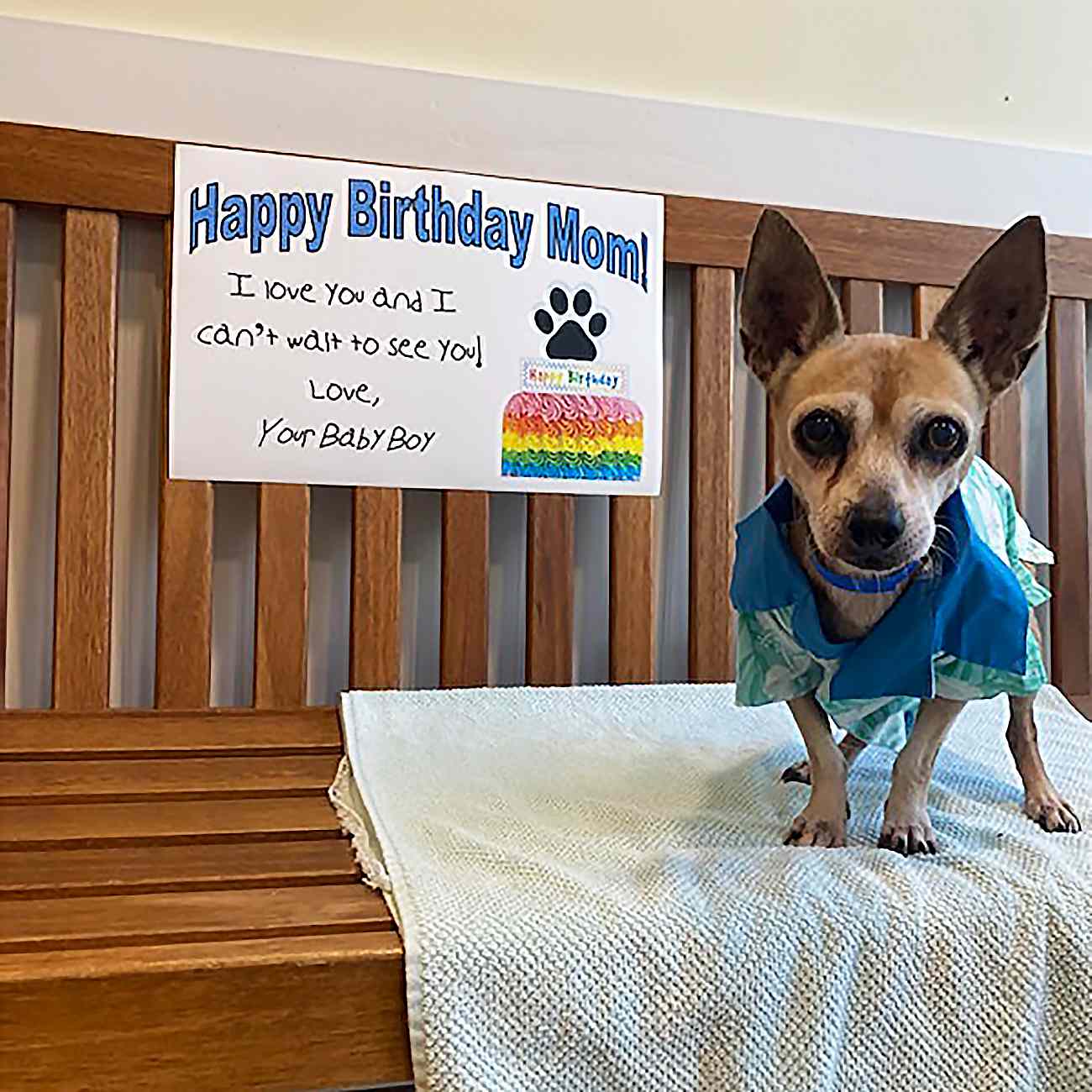 dog with birthday poster