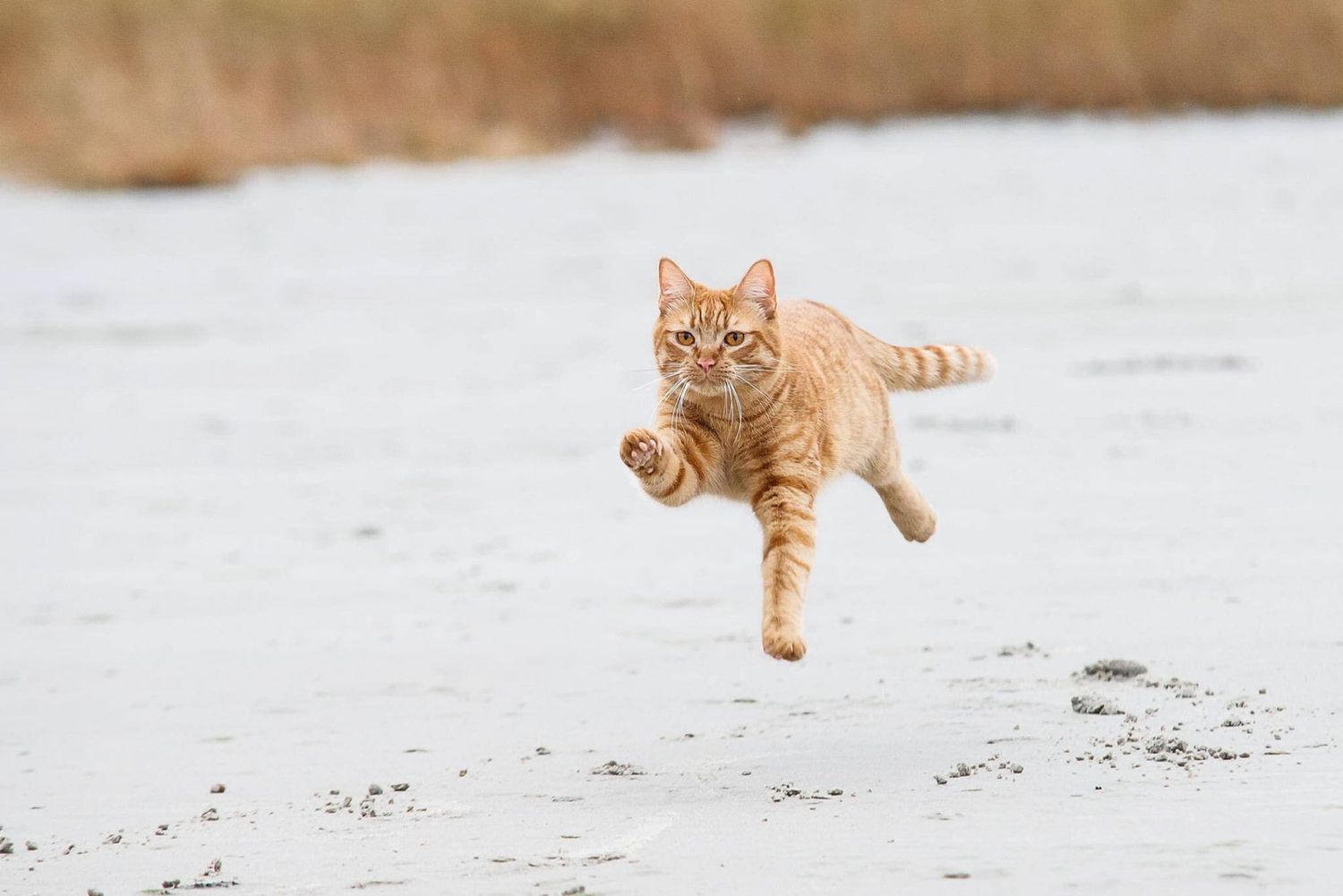 tabby cat running on white beach
