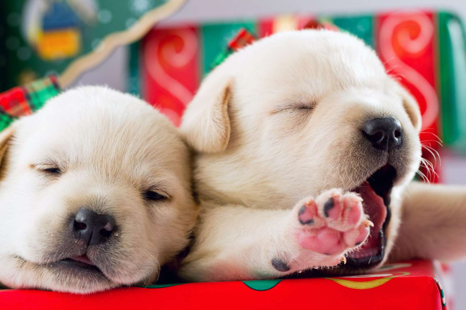 sleepy puppies under the Christmas tree