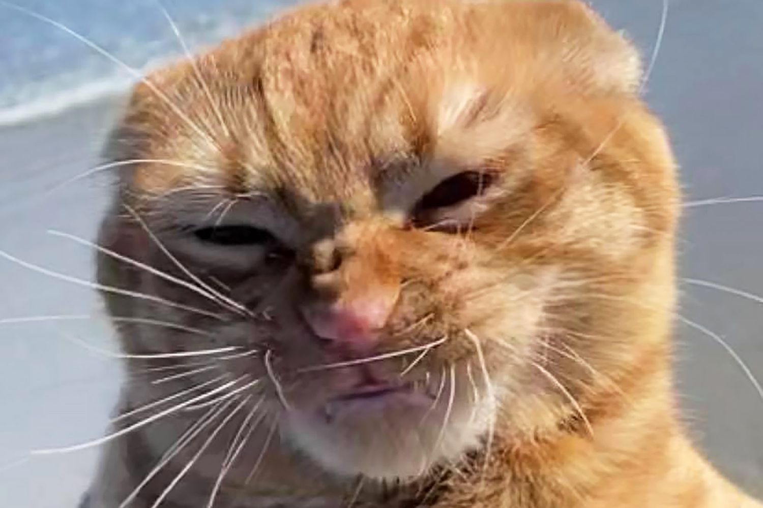 You Have To See This Cat'S Reaction To The Wind At The Beach | Daily Paws
