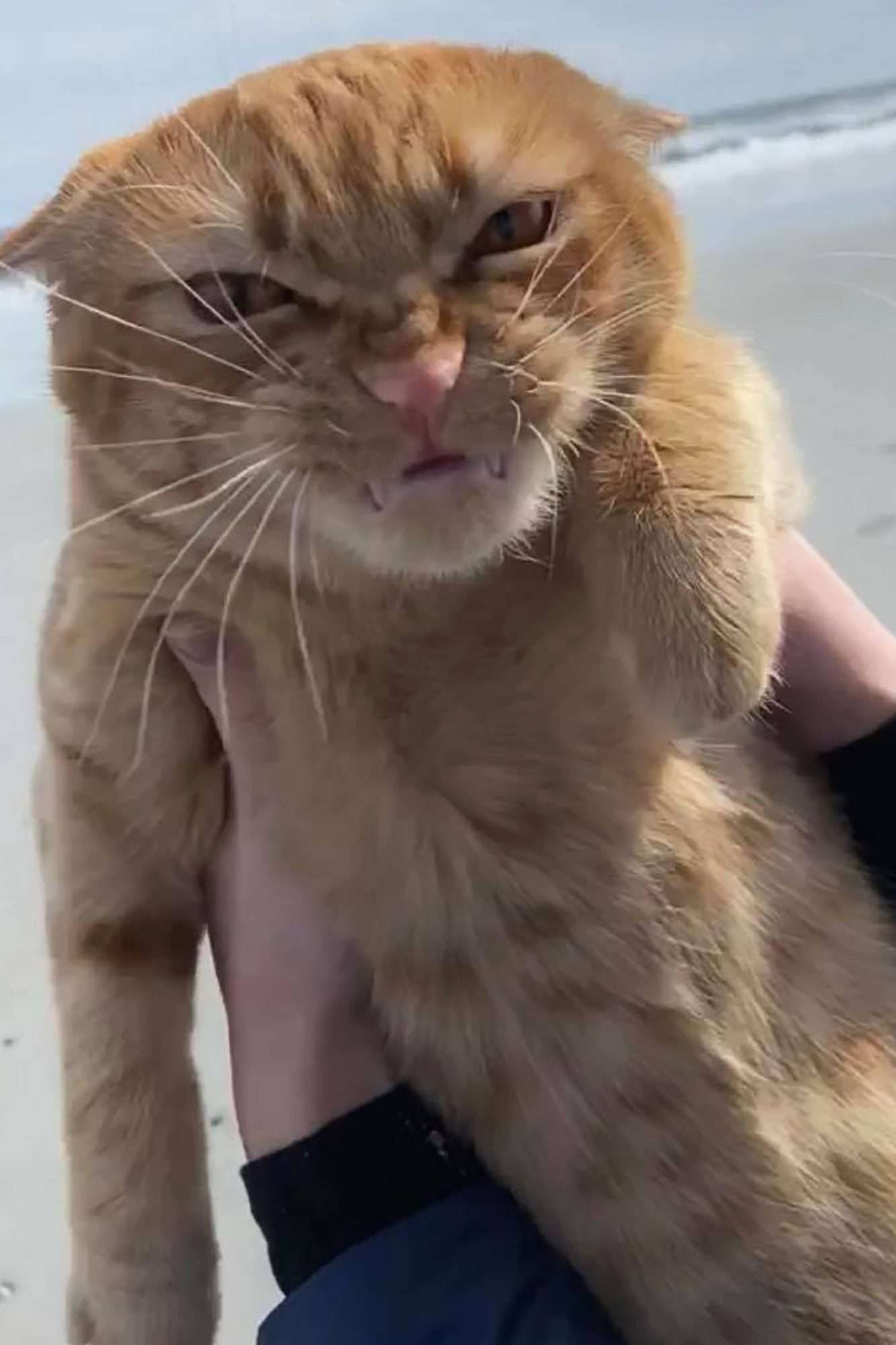 cat making funny face from wind