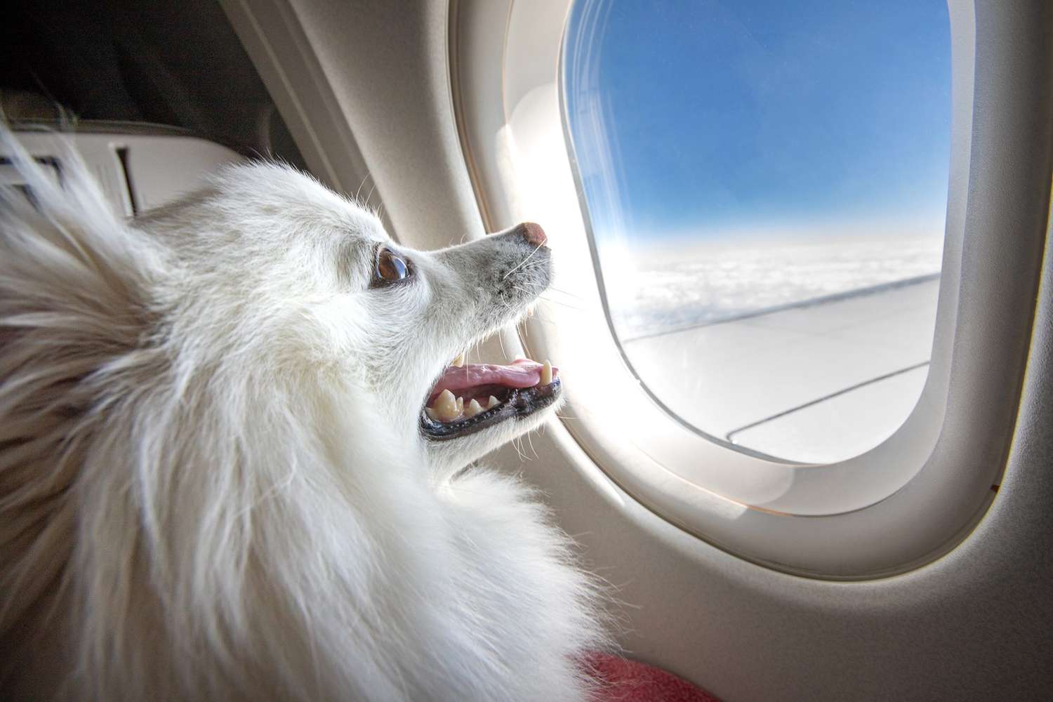 Expert Tips on How To Fly with Your Dog | Daily Paws