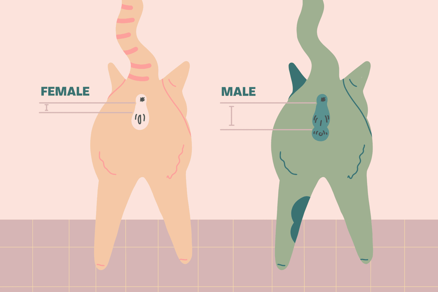 illustration showing the anatomical parts to identify a kitten's gender