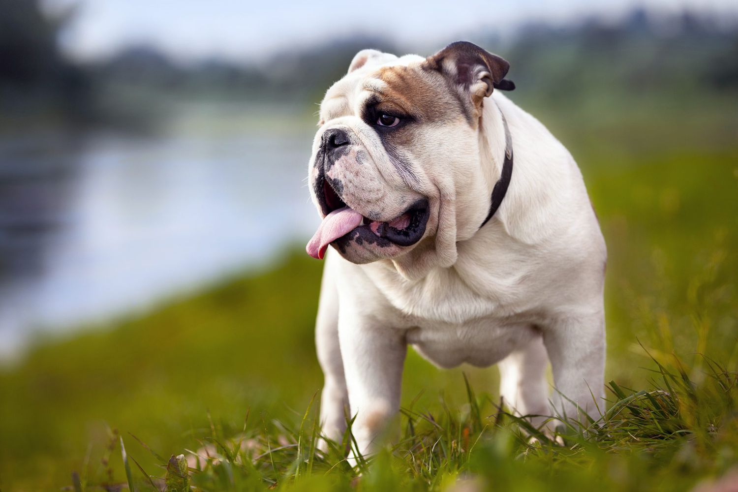 English Bulldog stands off to the side in grassy field, tongue out