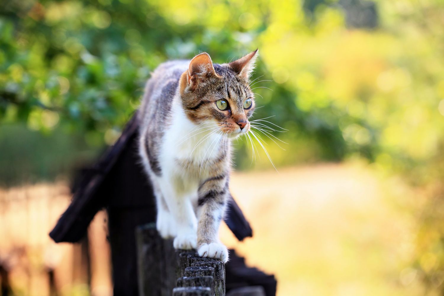 Cat Upper Respiratory Infections Causes Symptoms Treatment And Prevention Daily Paws