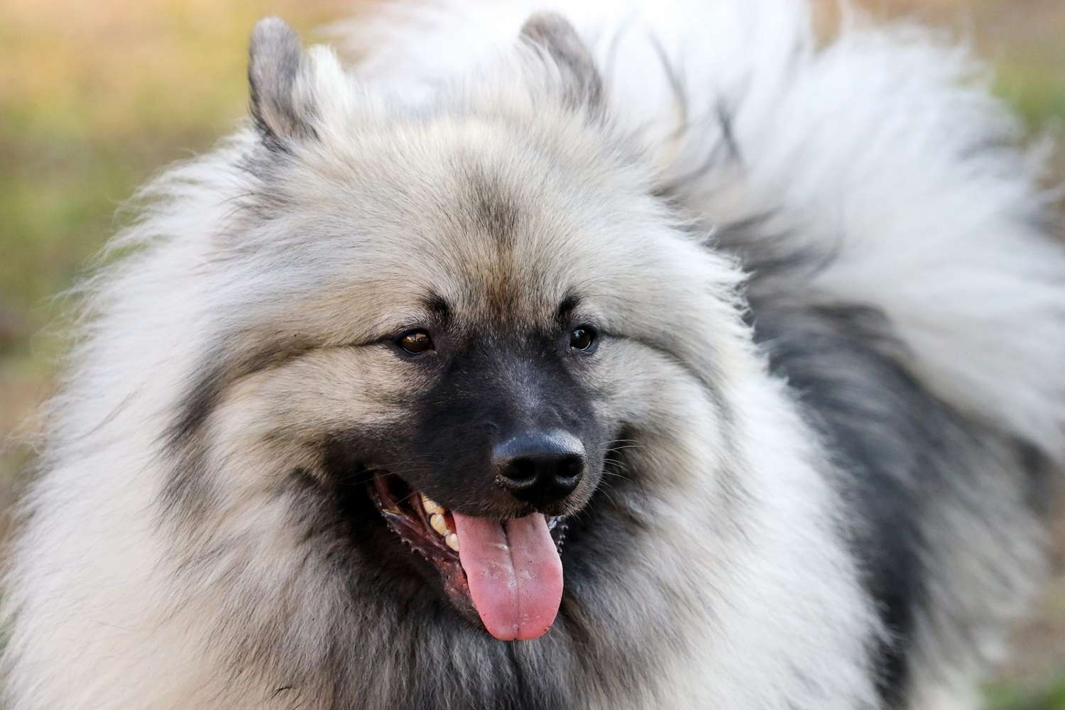 Fluffy Keeshond dog smiles off to the side with tongue out
