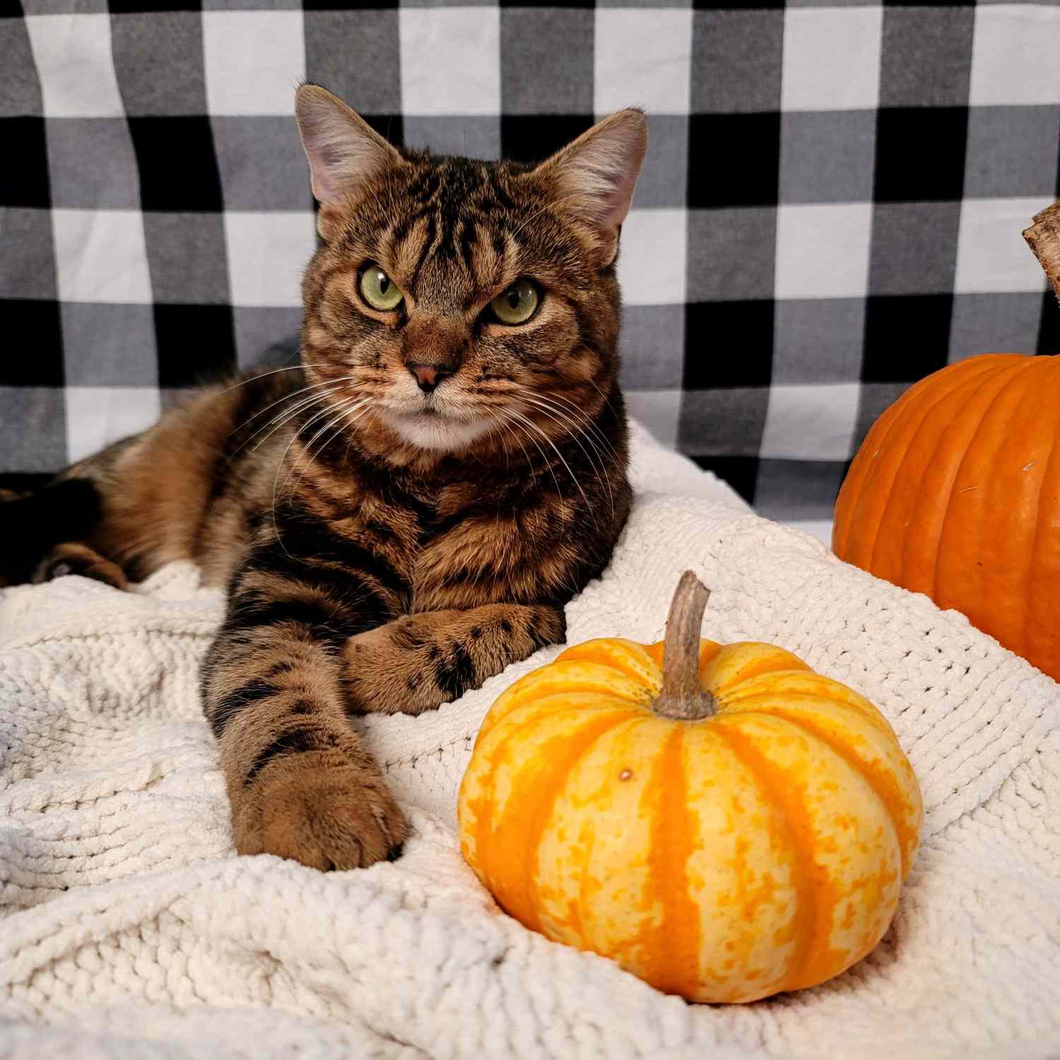 cat lays down near pumpkins