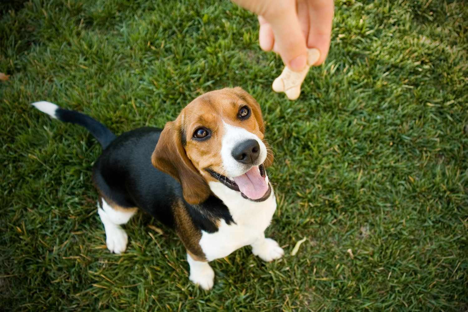 beagle puppy waiting for treat