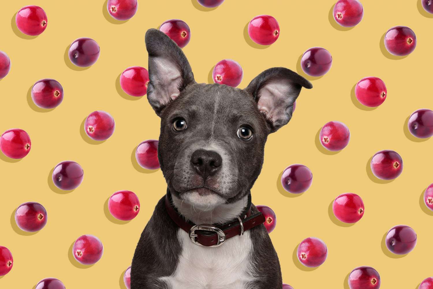 Dark grey pup sits in front of cranberry illustration