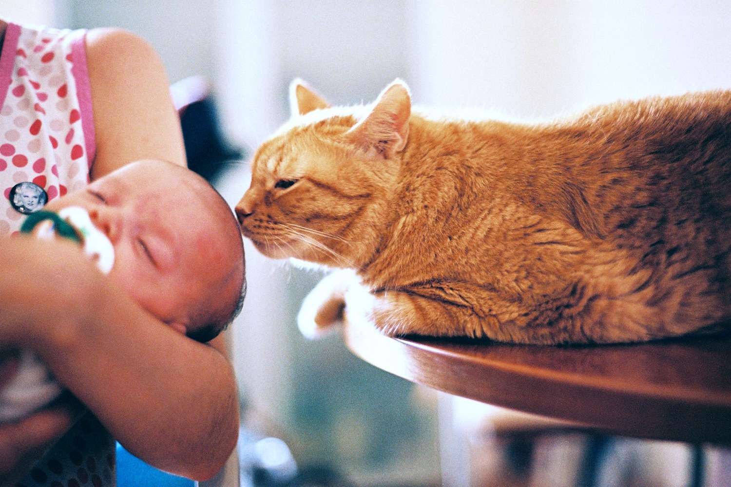 Orange cat lays on table and sniffs a baby's head